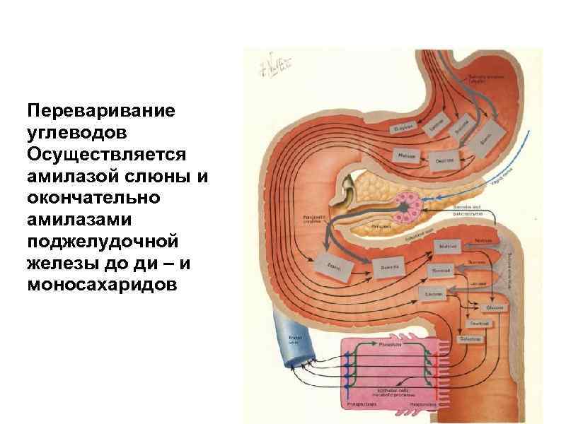 Переваривание углеводов Осуществляется амилазой слюны и окончательно амилазами поджелудочной железы до ди – и