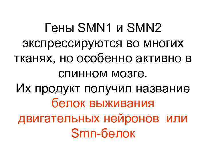 Гены SMN 1 и SMN 2 экспрессируются во многих тканях, но особенно активно в