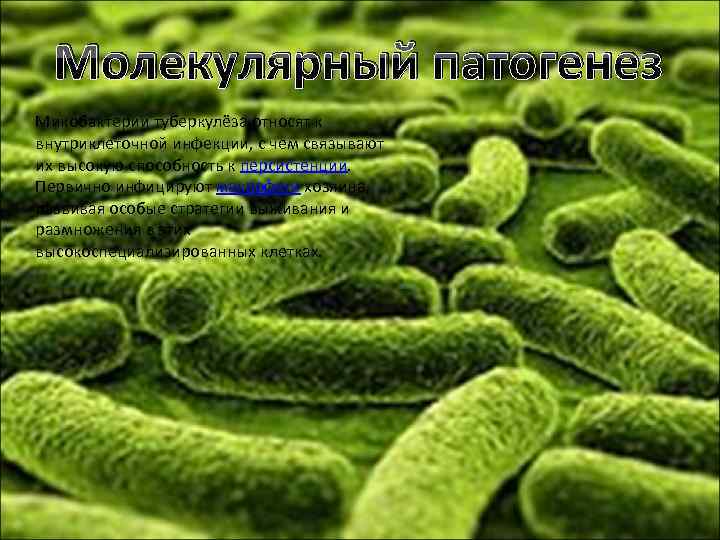 Молекулярный патогенез Микобактерии туберкулёза относят к внутриклеточной инфекции, с чем связывают их высокую способность