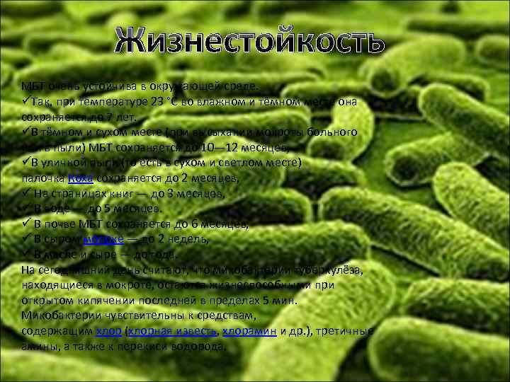 Жизнестойкость МБТ очень устойчива в окружающей среде. üТак, при температуре 23 °C во влажном