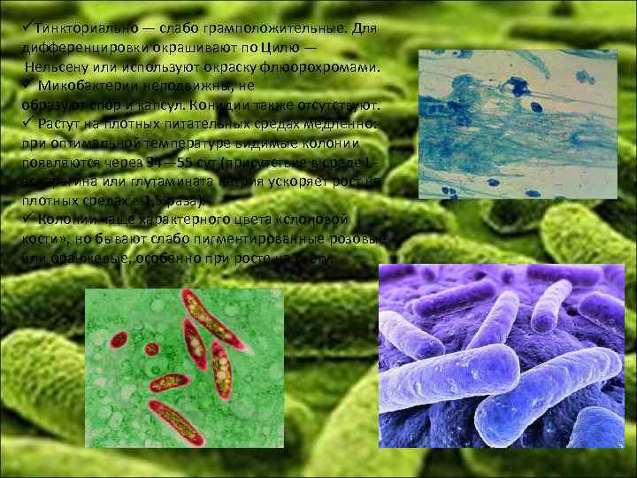 üТинкториально — слабо грамположительные. Для дифференцировки окрашивают по Цилю — Нельсену или используют окраску