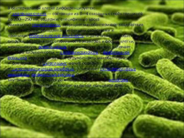 В бактериальной клетке дифференцируется: ü клеточная стенка — состоящая из 3— 4 связанных слоёв