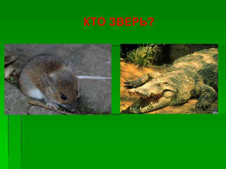 КТО ЗВЕРЬ? 