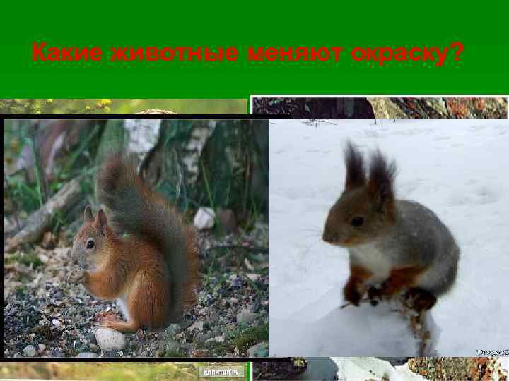 Какие животные меняют окраску? 