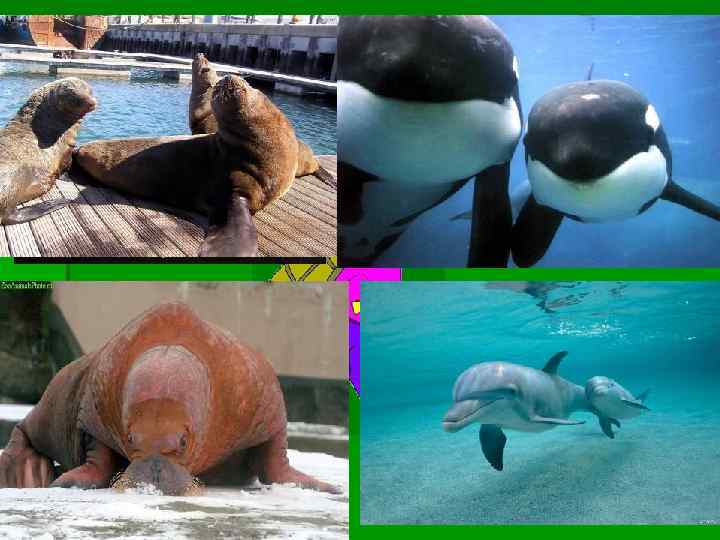 Разнообразие животных 