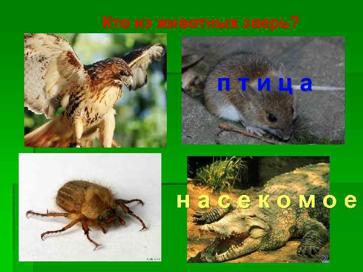 Кто из животных зверь? птица насекомое 