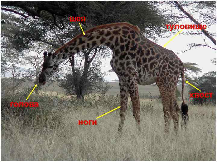 шея туловище Он ходит, голову задрав, Не потому, что важный граф, Не потому, что