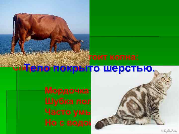Посреди двора стоит копна: Спереди покрыто шерстью. Тело – вилы, сзади – метла. Мордочка