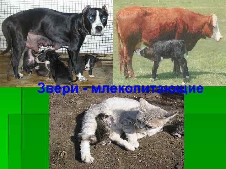 Звери - млекопитающие 