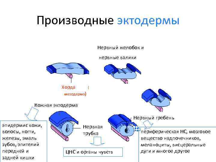 Производные эктодермы Нервный желобок и нервные валики Хорда ( мезодерма) Кожная эктодерма Нервный гребень
