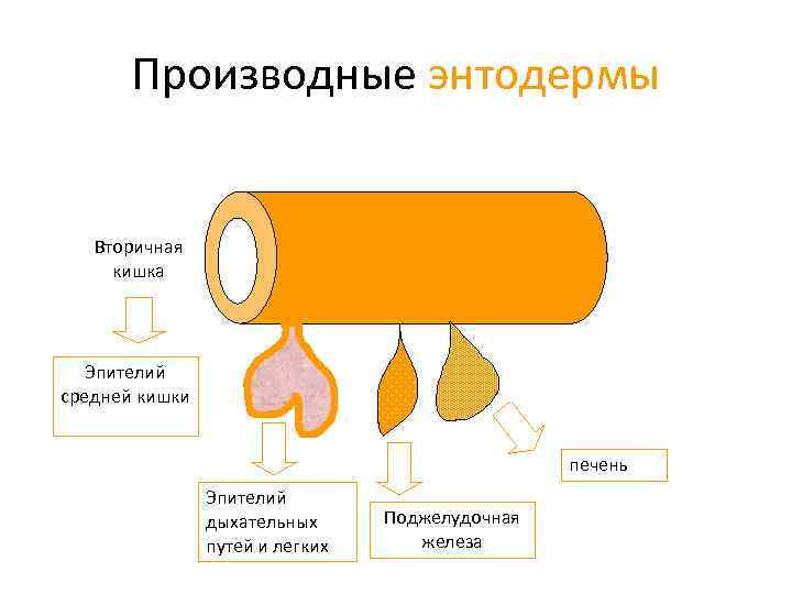 Производные энтодермы Вторичная кишка Эпителий средней кишки печень Эпителий дыхательных путей и легких Поджелудочная