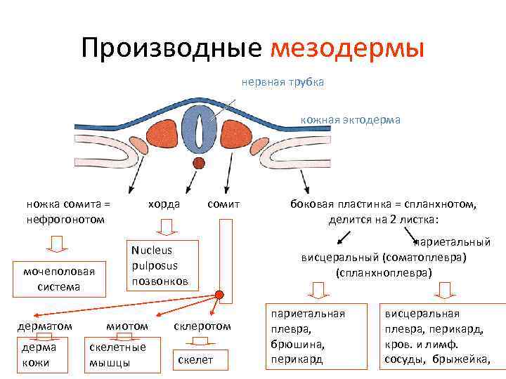 Производные мезодермы нервная трубка кожная эктодерма ножка сомита = нефрогонотом мочеполовая система дерматом дерма