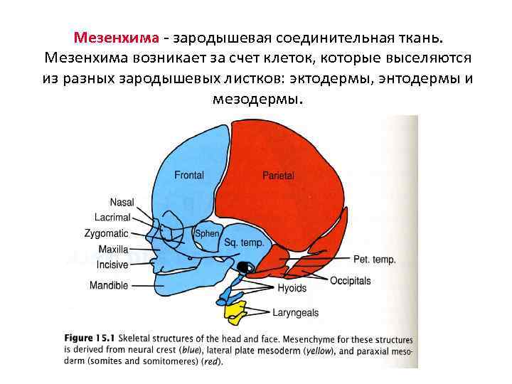 Мезенхима - зародышевая соединительная ткань. Мезенхима возникает за счет клеток, которые выселяются из разных