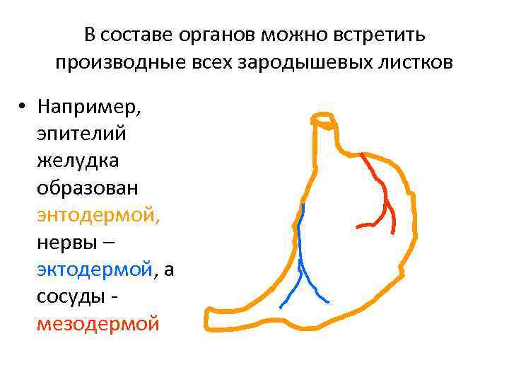 В составе органов можно встретить производные всех зародышевых листков • Например, эпителий желудка образован