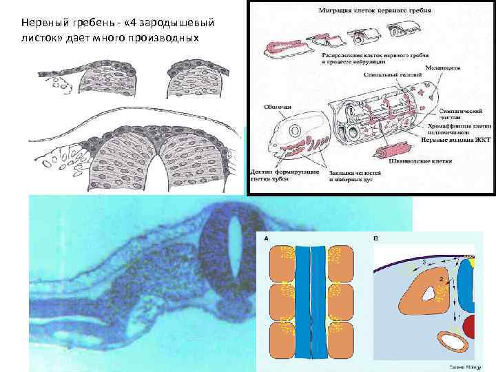 Нервный гребень - « 4 зародышевый листок» дает много производных 