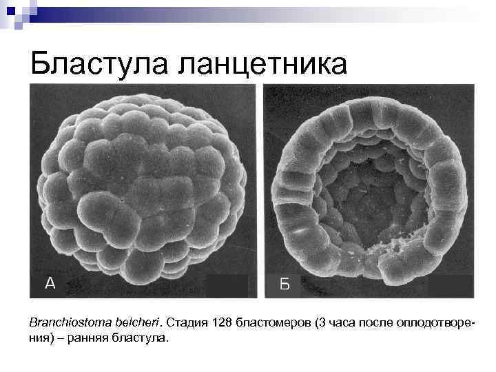 Бластула ланцетника Branchiostoma belcheri. Стадия 128 бластомеров (3 часа после оплодотворения) – ранняя бластула.