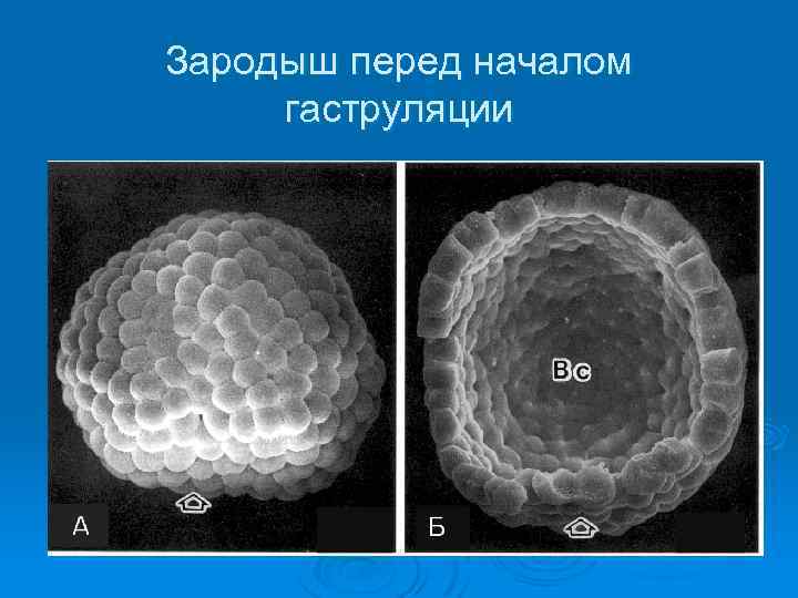 Зародыш перед началом гаструляции 