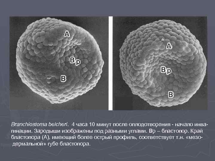 Branchiostoma belcheri. 4 часа 10 минут после оплодотворения - начало инвагинации. Зародыши изображены под