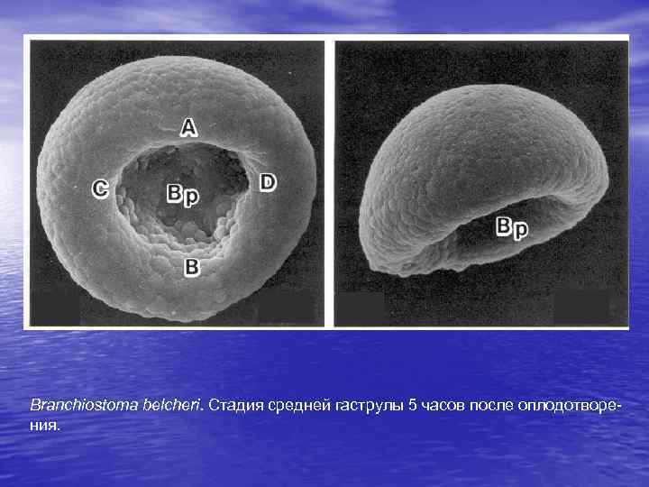 Branchiostoma belcheri. Стадия средней гаструлы 5 часов после оплодотворения. 