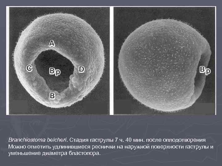 Branchiostoma belcheri. Стадия гаструлы 7 ч. 40 мин. после оплодотворения Можно отметить удлинившиеся реснички