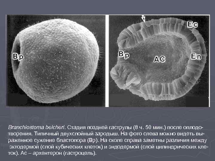 Branchiostoma belcheri. Стадия поздней гаструлы (8 ч. 50 мин. ) после оплодотворения. Типичный двухслойный