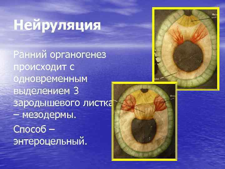Нейруляция Ранний органогенез происходит с одновременным выделением 3 зародышевого листка – мезодермы. Способ –