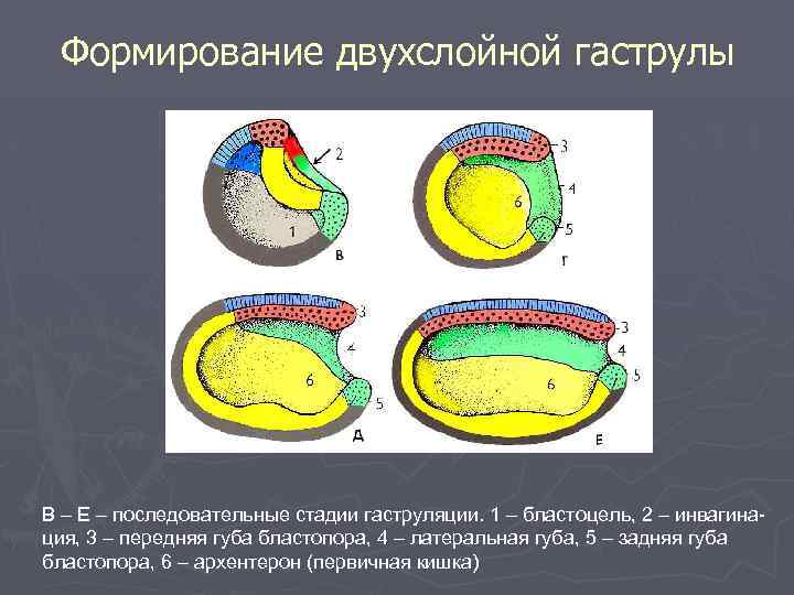 Формирование двухслойной гаструлы В – Е – последовательные стадии гаструляции. 1 – бластоцель, 2