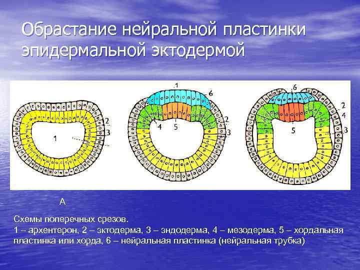 Обрастание нейральной пластинки эпидермальной эктодермой А Схемы поперечных срезов. 1 – архентерон, 2 –