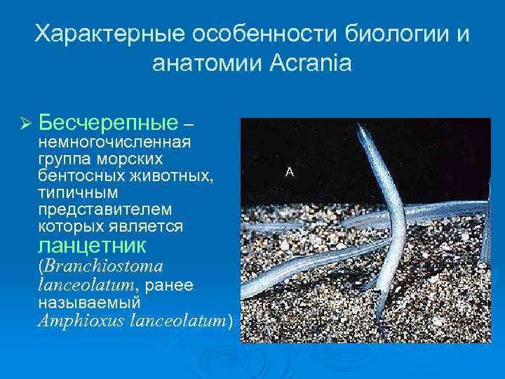 Характерные особенности биологии и анатомии Acrania Ø Бесчерепные – немногочисленная группа морских бентосных животных,