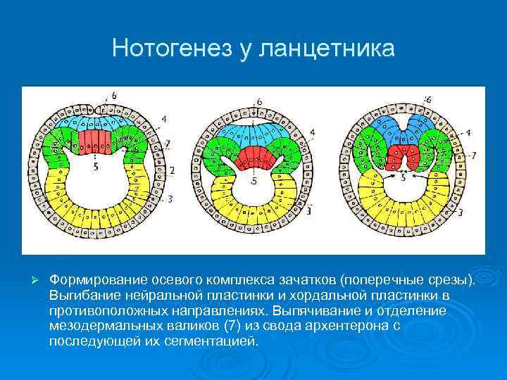 Нотогенез у ланцетника Ø Формирование осевого комплекса зачатков (поперечные срезы). Выгибание нейральной пластинки и
