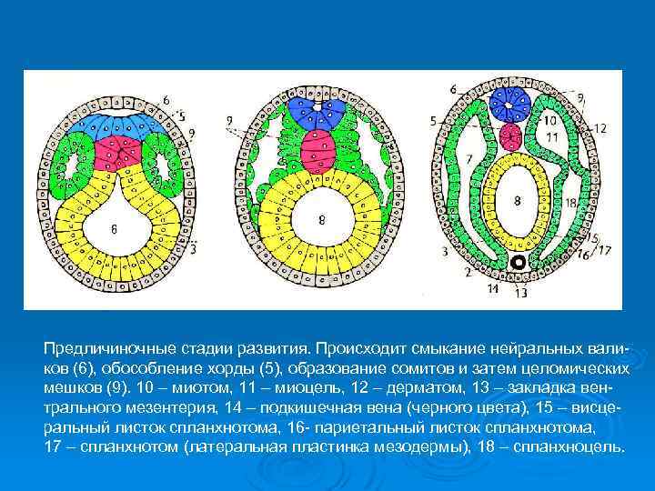 Предличиночные стадии развития. Происходит смыкание нейральных валиков (6), обособление хорды (5), образование сомитов и