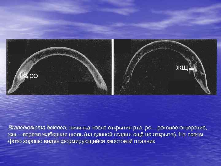 Branchiostoma belcheri, личинка после открытия рта. рo – ротовое отверстие, жщ – первая жаберная
