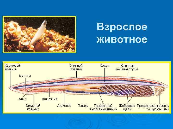Взрослое животное 