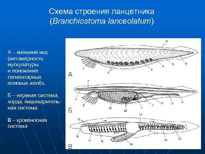 Используя рисунок 120 составьте план ответа об особенностях строения и образа жизни ланцетников