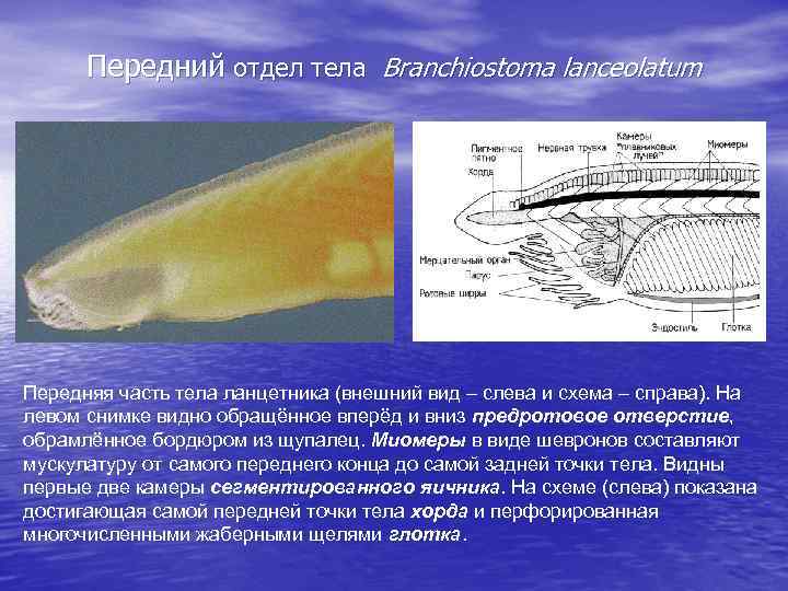 Эмбриональное развитие ланцетника рисунок