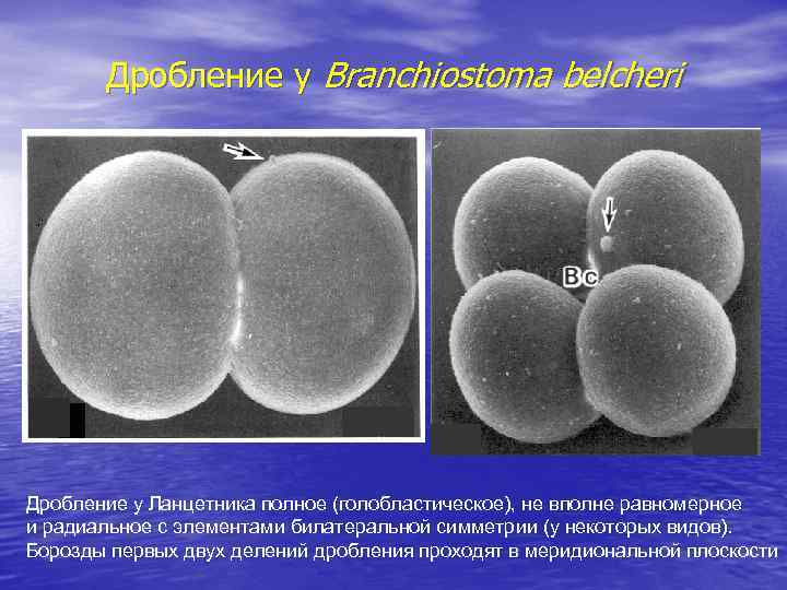 Дробление у Branchiostoma belcheri Дробление у Ланцетника полное (голобластическое), не вполне равномерное и радиальное