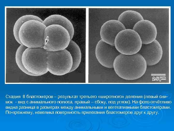 Стадия 8 бластомеров – результат третьего «широтного» деления (левый снимок - вид с анимального