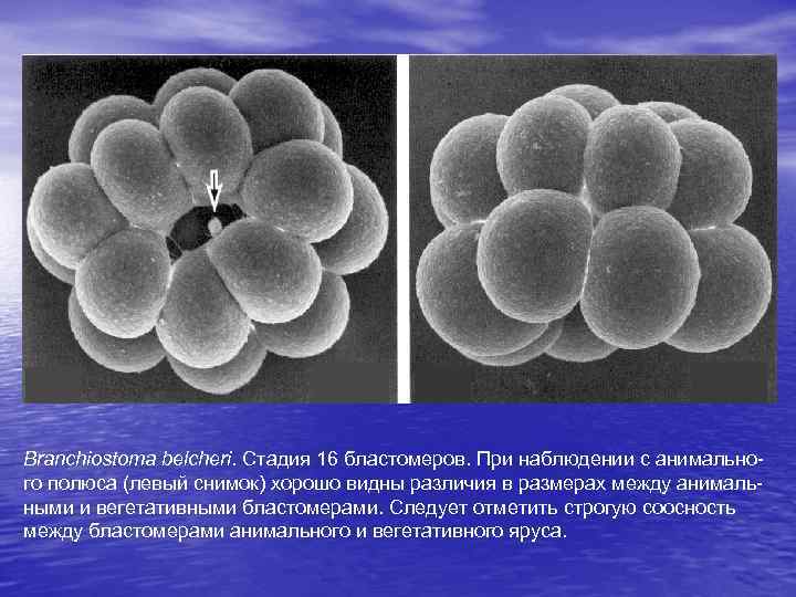 Branchiostoma belcheri. Стадия 16 бластомеров. При наблюдении с анимального полюса (левый снимок) хорошо видны