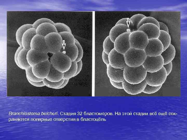 Branchiostoma belcheri. Стадия 32 бластомеров. На этой стадии всё ещё сохраняются полярные отверстия в