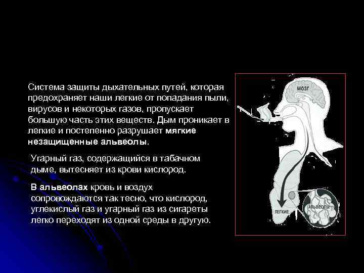 Система защиты дыхательных путей, которая предохраняет наши легкие от попадания пыли, вирусов и некоторых