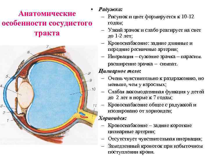  • Радужка: Анатомические – Рисунок и цвет формируется к 10 -12 годам; особенности