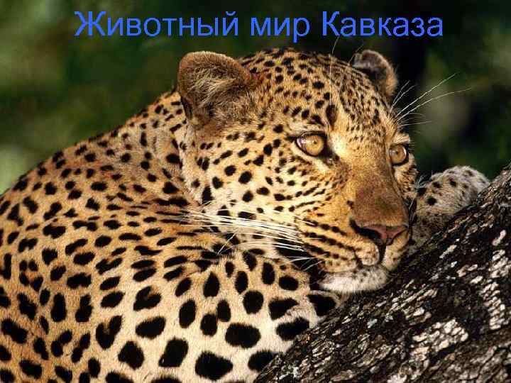 Животный мир Кавказа 