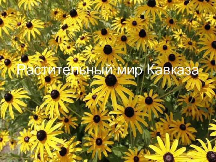 Растительный мир Кавказа 