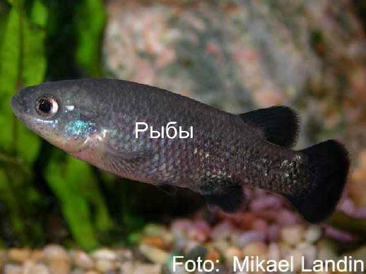 Рыбы 