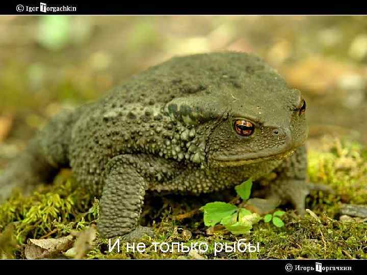 И не только рыбы 