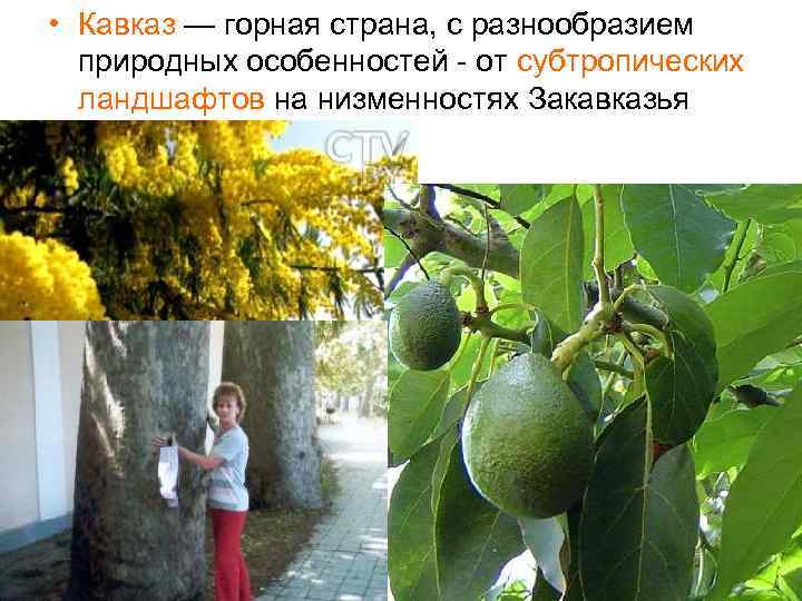  • Кавказ — горная страна, с разнообразием природных особенностей - от субтропических ландшафтов