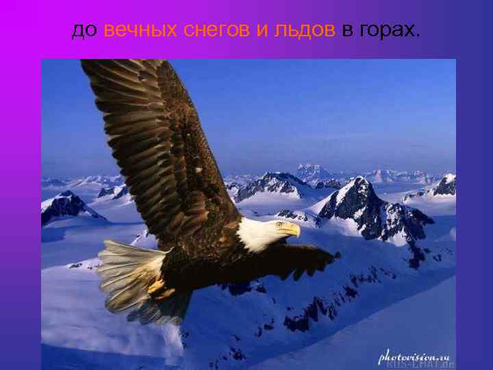 до вечных снегов и льдов в горах. 