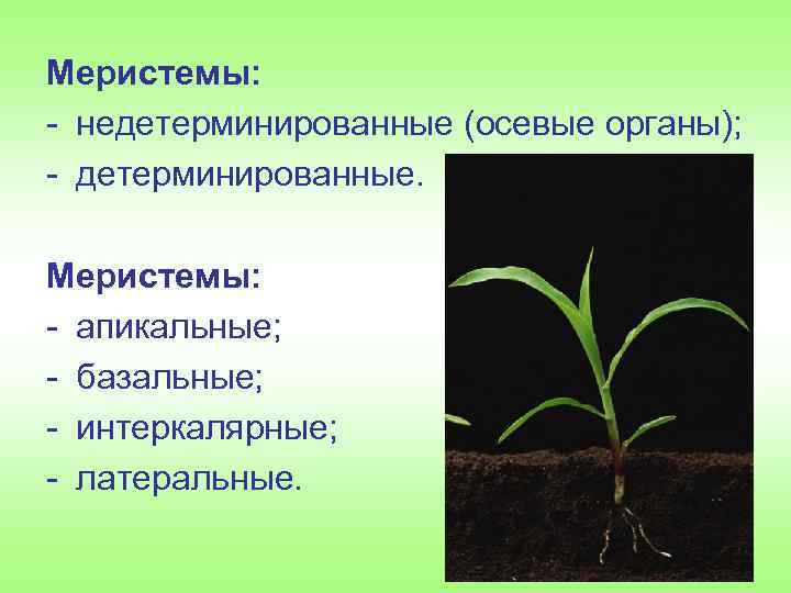 Меристемы: недетерминированные (осевые органы); детерминированные. Меристемы: апикальные; базальные; интеркалярные; латеральные. 