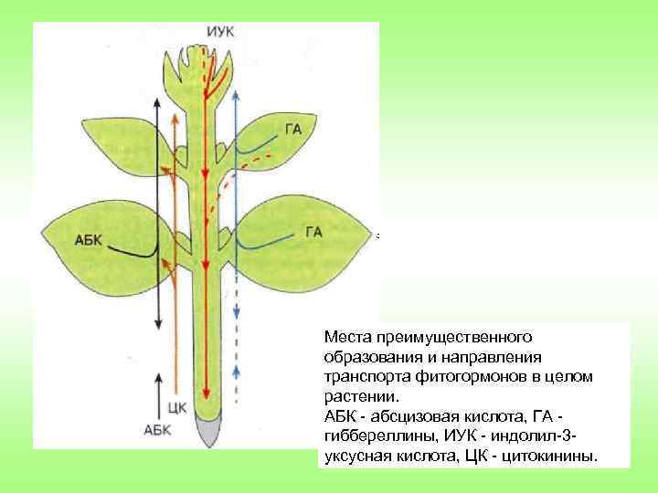 Школа физиологии растений