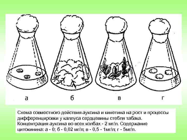 Схема совместного действия ауксина и кинетина на рост и процессы дифференцировки у каллуса сердцевины